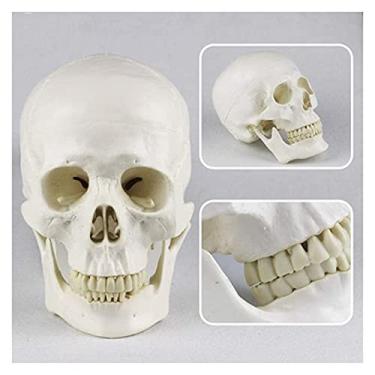 Imagem de AMDHZ Anatomia Anatômica Humana Cabeça Esqueleto Caveira Modelo de Ensino Material Escolar Ferramenta de Estudo - Modelo de Órgão Auxiliar de Ensino Experimental