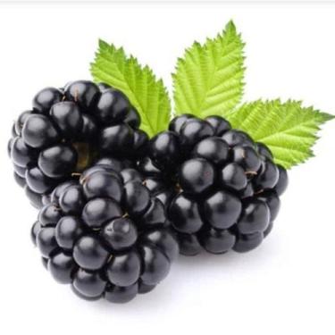 Imagem de Muda de Amora Americana ou Blackberry - Já Produz ou Prestes a Produzi