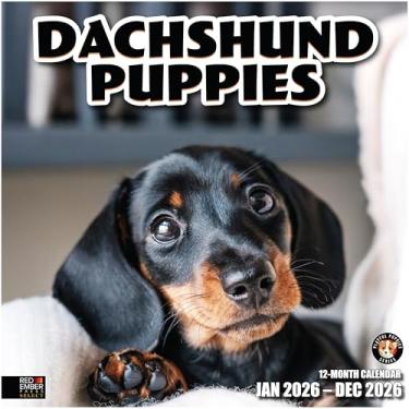 Imagem de RED EMBER Select - Calendário de parede Dachshund Puppies 2026 12 meses | Abertura de 30,5 cm x 61 cm | Papel grosso e resistente | Presente | Calendário 2026