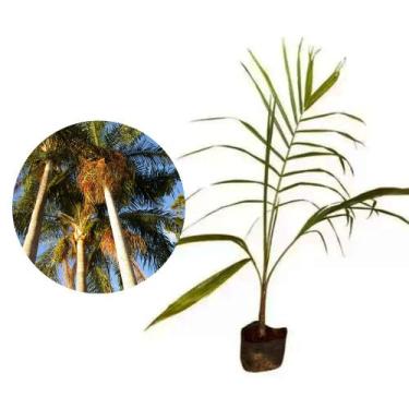 Imagem de Muda de Palmeira Real 50 a 80cm AMK - Plantas Online - AMK Jardinagem 