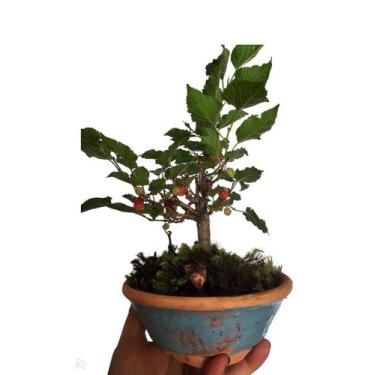 Imagem de Bonsai de amora frutífera com frutos vaso de ceramica presente decoraç