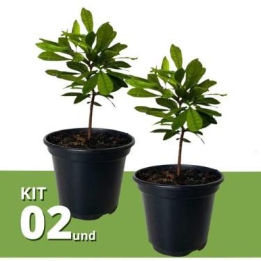 Imagem de Kit 2 Muda de Fruta do Milagre Pote 15 Planta Natural 30cm - Verde Gar
