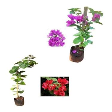 Imagem de Kit Com 2 Mudas De Primavera Bougainvillea - Vermelha + Roxa - AMK - J