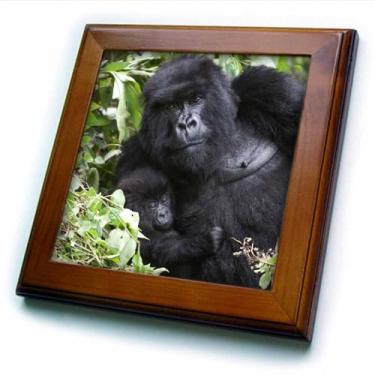 Imagem de 3dRose Rwanda, vulcões NP. Gorila de montanha descansando enquanto segura seu bebê telha emoldurada, 8 x 8