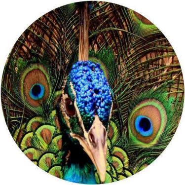 Imagem de Capa De Estepe Ecosport Aircross Pavão