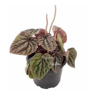 Imagem de Muda Peperomia Caperata Planta Natural Folhagem Exótica - Orquiflora