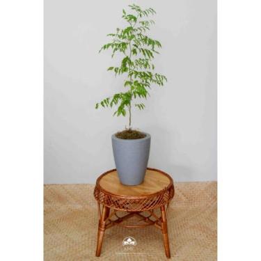 Imagem de Muda de Cabreúva Altura de 0,40 cm a 0,80 cm - AMK - Jardinagem e Pais
