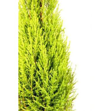 Imagem de Muda de Tuia Limão Altura de 0,40 cm a 0,80 cm - Plantas