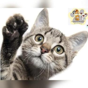 Imagem de Peitoral de gato com guia, seda, confiável, anatômico , nr 2 e nr 4, -