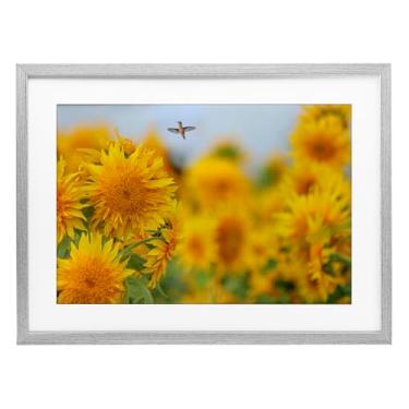 Imagem de Stupell Industries Impressão emoldurada Happy Beija-flor e girassóis cinza design sob vidro por Carrie Ann Grippo-Pike, 17 x 23