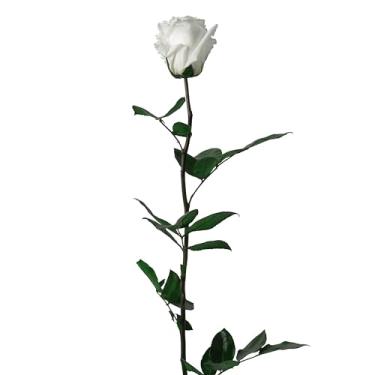 Imagem de Bloomec Solé Farms - Rosa preservada real com haste (50 cm) | Flores eternas em caixa de exibição de luxo feita à mão no Equador | Decoração floral de longa duração, pronta para presente para qualquer