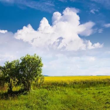 Imagem de Quadro Decorativo Natureza Verde com Árvores e Campo Solar - Decoração Moderna Tamanho 50x50cm