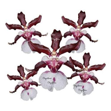 Imagem de Orquídea Chocolate Oncidium Sharry Baby Planta Adulta - Orquiflora