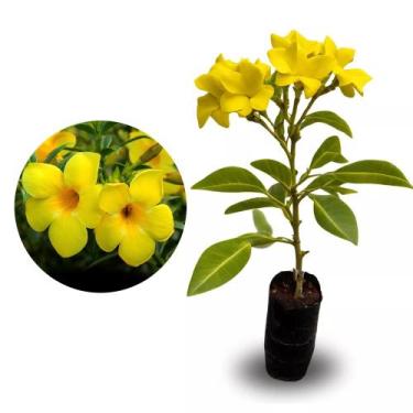 Imagem de Muda de Alamanda Amarela 20 a 40cm AMK - Plantas Online - AMK Jardinag