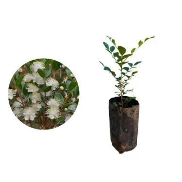 Imagem de kit 15 Mudas de Murta 20 a 40cm AMK - Plantas Online - AMK Jardinagem 