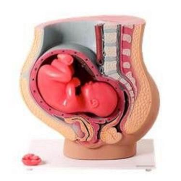 Imagem de Pelve De Gravidez Em 3 Partes, Anatomia