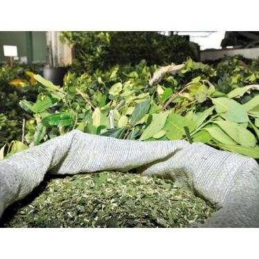 Imagem de Erva Mate  Cafeina Taurina Energia Antioxid Circulação 500g - Grão no 