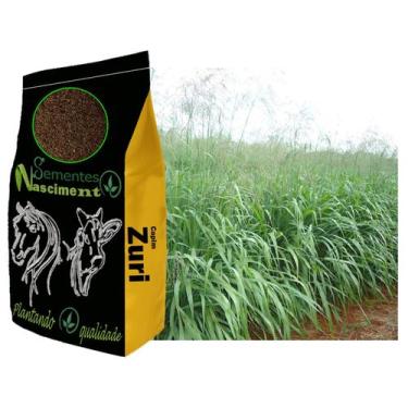 Imagem de 2kg Sementes capim zuri para formar pastagem forte e resistente - Seme