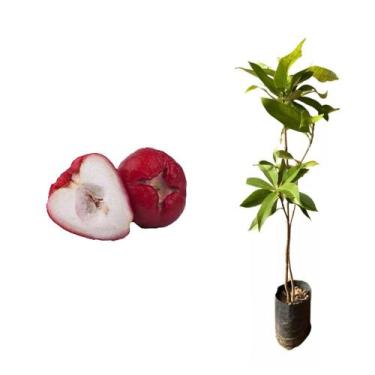 Imagem de Muda de Jambo Roxo 20 a 40cm AMK - Plantas Online - AMK Jardinagem e P