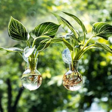 Imagem de wangsdjy Estações de propagação de janelas, vasos de propagação para plantas, vasos de vidro com ganchos de ventosa, fácil de instalar, vaso de parede suspenso sem pregos, estação de propagação de