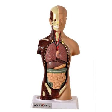 Imagem de Torso Humano 28cm Altura Assexuado Em 14 Pts Anatomia