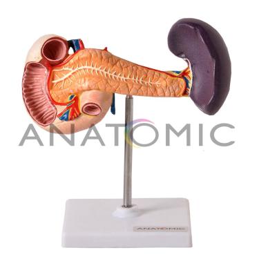 Imagem de Pâncreas TZJ-0329-E - Anatomic