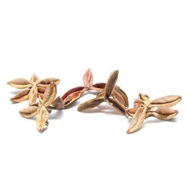 Imagem de Fruto Estrelinha Desidratado para Decoração - Pense Flores