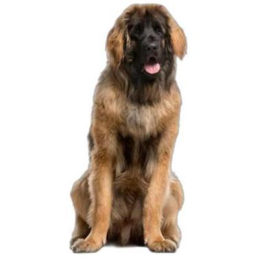 Imagem de Tapete Pet Reutilizável Adestramento Oferta 3 Un G 90X100Cm - Shelby M