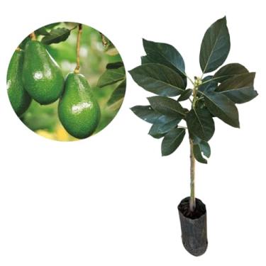 Imagem de Muda De Abacate Quintal Enxertado - Produz Rápido