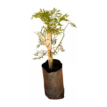 Imagem de AMK Jardinagem e Paisagismo, Muda de Arvore Da Felicidade 20 a 40cm AMK - Plantas Online