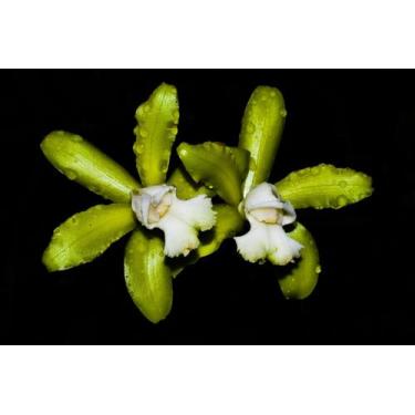 Imagem de Orquídea Cattleya Guttata Alba - Cooperorchids