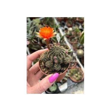 Imagem de Cacto Lobivia arachnacantha - Espécie Fascinante para Colecionadores -