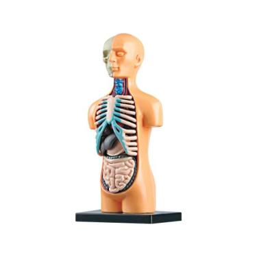 Imagem de Brinquedo Educativo LAB Corpo Humano Estrela - 9 Peças