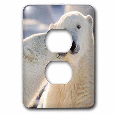 Imagem de 3dRose lsp_70261_6 Canadá, Manitoba, Hudson Bay, Churchill, Polar Bear -Cn03 Bja0001 Janyes Gallery 2 plugues tampa de tomada