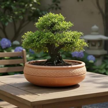 Imagem de Quintal de Casa Vaso Bacia Bonsai,Terrário, Barro e Cerâmica, 40cm Diâmetro, 12cm Altura, com Furos de Drenagem, 5,8L