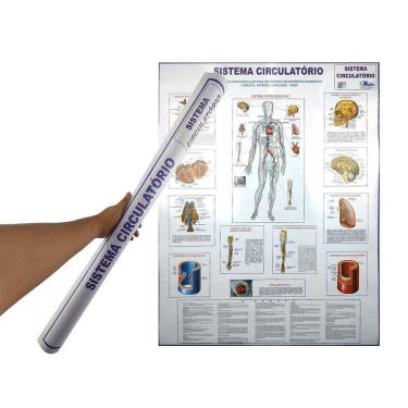 Imagem de Banner Mapa Sistema Circulatório Anatomia Do Corpo Humano