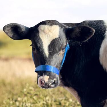 Imagem de Cabresto de vaca de nylon, suporte de bezerro de gado, equipado com corda de tração, comprimento ajustável para gado, adequado para gado grande e pequeno, burros, cabras, cavalos e aves (azul, G)