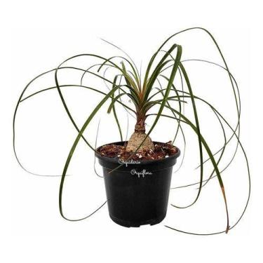 Imagem de Muda Pata De Elefante Beaucarnea Recurvata Planta Natural - Orquiflora