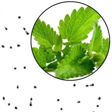 Imagem de Sementes S79 Hortelã Menta O Seu Jardim Aromático Começa Aqui Sinta a 