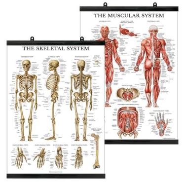 Imagem de Conjunto de pôsteres Palace Learning Muscular & Skeletal System Anatom