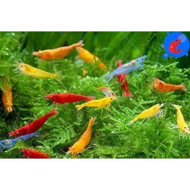 Imagem de Aquário vivo de camarão de água doce inverte camarão com mais de 20 an