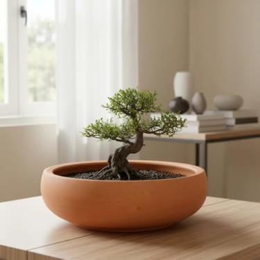 Imagem de Quintal de Casa Vaso Bacia Bonsai M Lisa, Marrom, Barro e Cerâmica, 32 cm x 29 cm x 8 cm, Com Furos de Drenagem