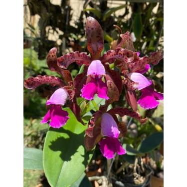 Imagem de Touceira De Orquídea Cattleya Schileriana Adulta Com Vaso - DoceL@r