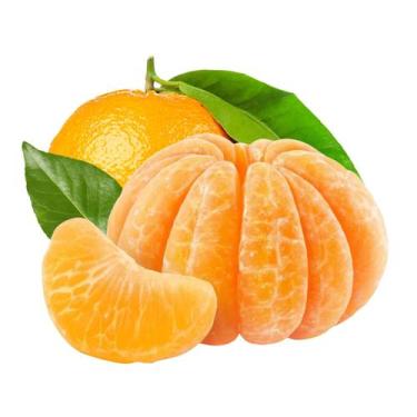 Imagem de Muda Frutífera de Tangerina Clemenules Enxertada - AgroJardim