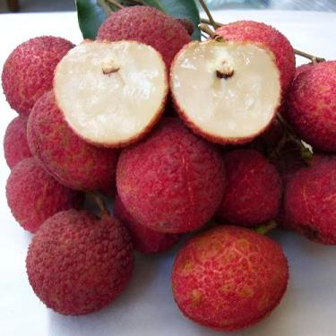 Imagem de Muda De Lichia Salatiel - 80% Dos Frutos Sem Semente - Galpão Livy