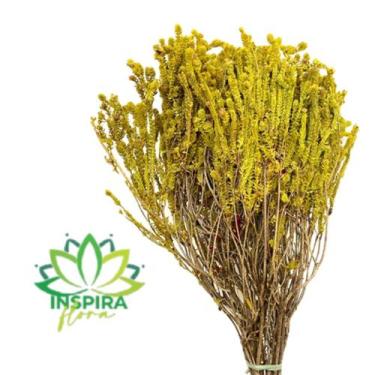 Imagem de Capim Verde-Amarelo - Inspira Flora, Natural