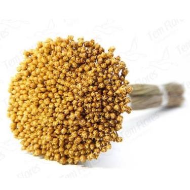 Imagem de Planta Seca Botão Pimentinha - Cores Variadas - Pense Flores, Amarelo