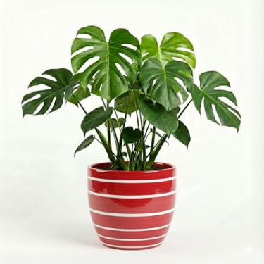 Imagem de Genérico, Vaso Quadrado Decorativo, Uso Interno, Tamanho M, Cinza, Cerâmica, Acabamento Craquelado, Vintage, Montagem no Chão, Vaso para Plantas, 12x10x11 cm