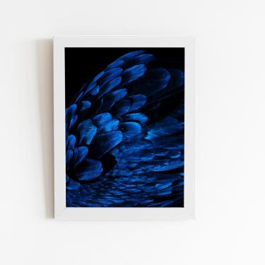 Imagem de Arara Penas Azuis Asas Aves Quadro Moldura Branca 60x40cm