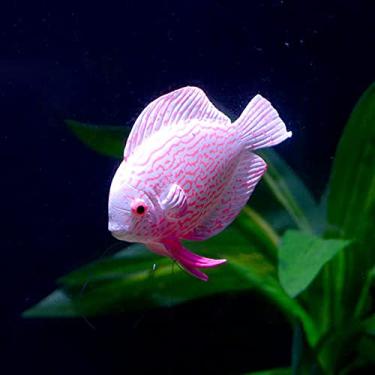 Imagem de lyrlody Peixe Artificial de Aquário, Peixe de Silicone Luminoso, Variedade de Formas, Efeito Flutuante, Aprimore o Ambiente do Seu Aquário, Com Capacidade de Absorção de Luz, para Decorativo